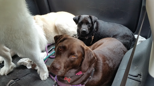 Pet Supply Store «PetSmart», reviews and photos, 9970 Sowder Village Square, Manassas, VA 20109, USA