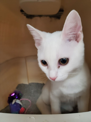 Pet Supply Store «Pet Supermarket», reviews and photos, 1629 Perry Hill Rd, Montgomery, AL 36106, USA