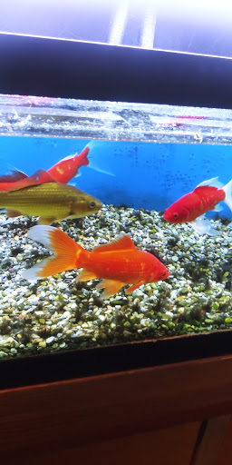 Pet Store «Pets World», reviews and photos, 147 Bridge St, Weymouth, MA 02191, USA