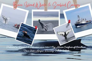 Brier Island Whale and Seabird Cruises image