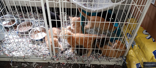 Pet Store «Animal House», reviews and photos, 7869 Hamilton Ave, Cincinnati, OH 45231, USA