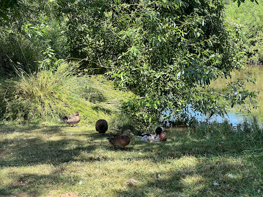 Park «Hillendale Park», reviews and photos, 19260 Clairmont Way, Oregon City, OR 97045, USA