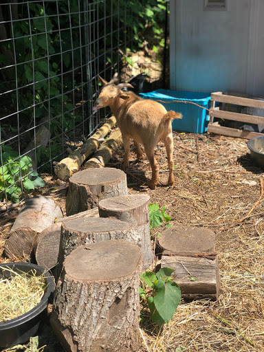 Gift Shop «Pondering Creations Farm», reviews and photos, 101 Allen St, Terryville, CT 06786, USA