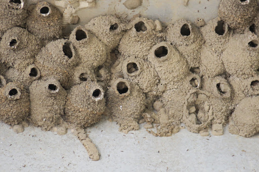 Nature Preserve «Audubon Center at Riverlands», reviews and photos, 301 Riverlands Way, West Alton, MO 63386, USA