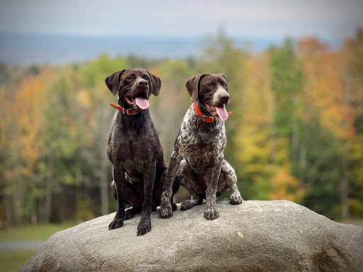 Photo of Wild River Kennels