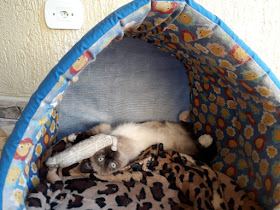 Consultório Veterinário São Lázaro