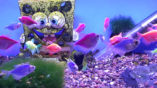 Tropical Fish Store «Ocean Design Aquarium», reviews and photos, 7542 W Addison St, Chicago, IL 60634, USA