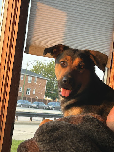 Thrive Pet Healthcare - Orland Park image