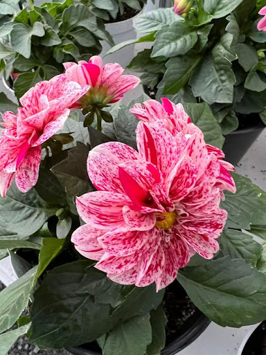 Florist «TG Designs», reviews and photos, 19231 Longmeadow Rd, Hagerstown, MD 21742, USA