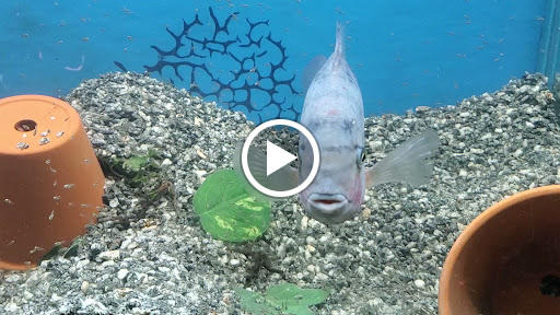 Pet Store «Aquarium Paradise», reviews and photos, 234 Washington Ave, Belleville, NJ 07109, USA