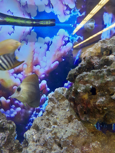 Pet Supply Store «Petco Animal Supplies», reviews and photos, 2765 Papermill Rd G-1, Reading, PA 19610, USA