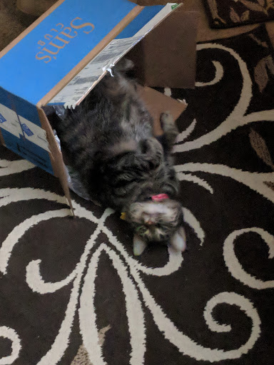 Pet Supply Store «Petco Animal Supplies», reviews and photos, 2807 Wilma Rudolph Blvd, Clarksville, TN 37040, USA