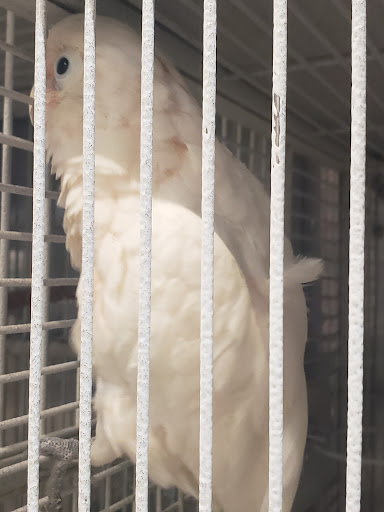 Pet Store «El Granero Pet Shop», reviews and photos, 15700 Atlantic Ave, Compton, CA 90221, USA