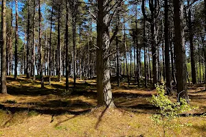Tentsmuir Forest image