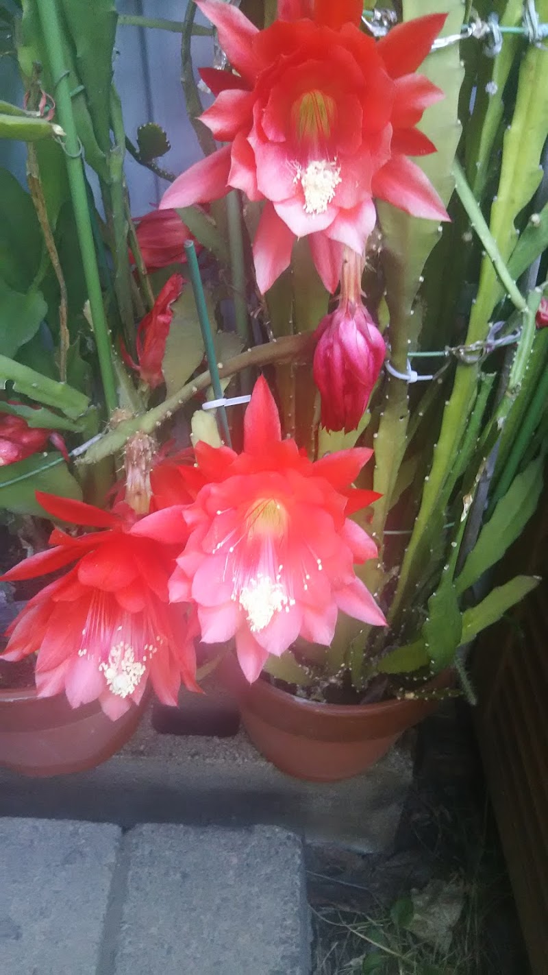 川崎区 大師支所 区民センター 神奈川県川崎市川崎区東門前 市役所 区役所 グルコミ