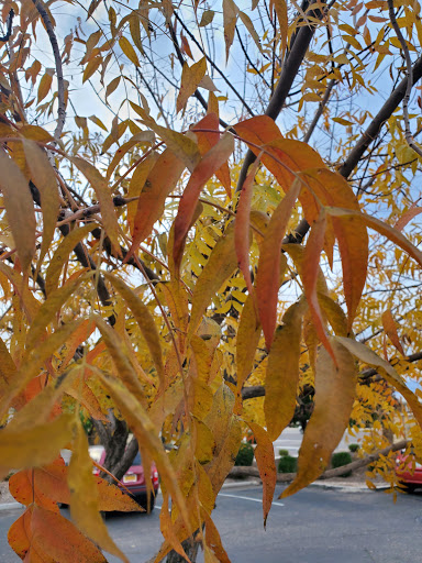 Restaurant «Wildflower Bread Company», reviews and photos, 3425 E Baseline Rd #101, Gilbert, AZ 85234, USA