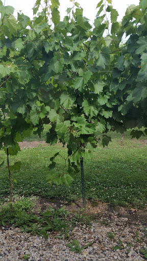 Winery «Staller Estate Winery», reviews and photos, W8896 County Rd A, Delavan, WI 53115, USA