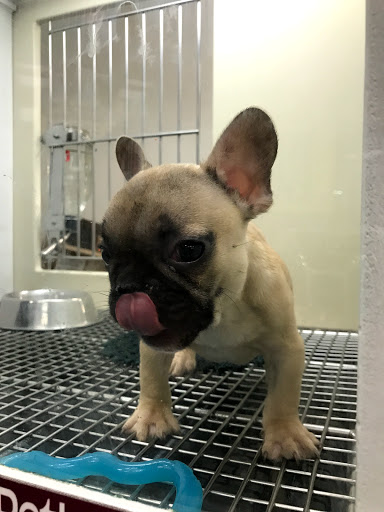 Pet Store «Petland Vineyard - San Antonio», reviews and photos, 1309 North Loop 1604 W #101, San Antonio, TX 78258, USA