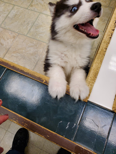 Pet Supply Store «Your Pet Experts», reviews and photos, 1665 State Hill Rd #490, Wyomissing, PA 19610, USA