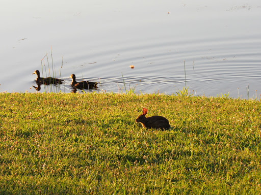 Park «Roosevelt Park», reviews and photos, Roosevelt Dr, Edison, NJ 08837, USA