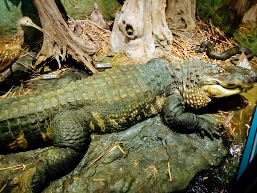 Natural History Museum «Cleveland Museum of Natural History», reviews and photos, 1 Wade Oval Dr, Cleveland, OH 44106, USA