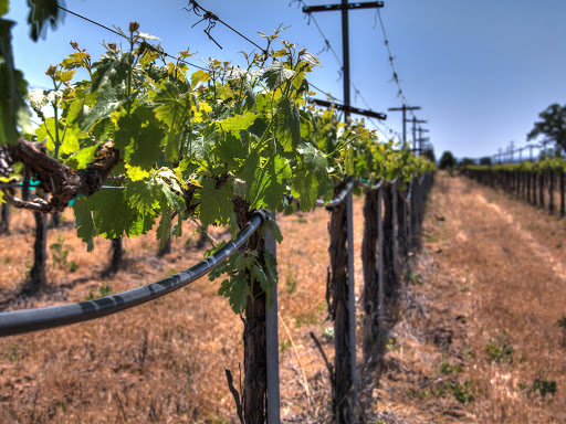 Via Vega Vineyard & Winery image