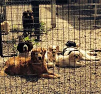 Precious Pets Country Resort - Car repair in Canton, SD, Sioux Falls - Rated 4.7/5