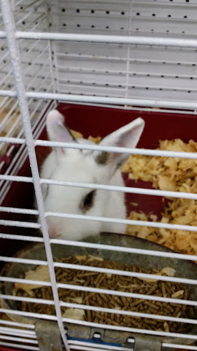 Pet Supply Store «Pet Supermarket», reviews and photos, 2924 13th St, St Cloud, FL 34769, USA