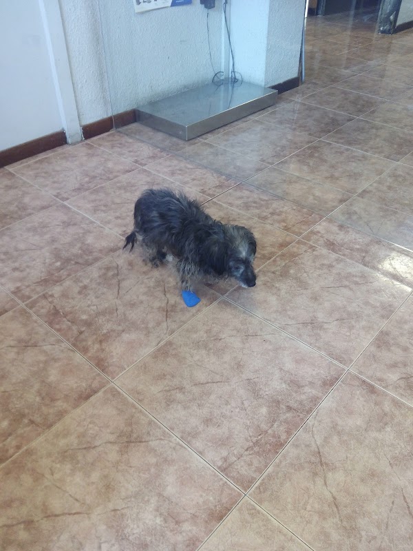 CENTRE VETERINARI ICA NATURA SL