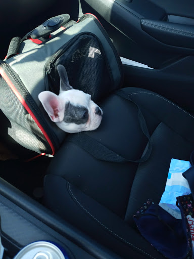 Pet Supply Store «PetSmart», reviews and photos, 865 Colusa Ave, Yuba City, CA 95991, USA