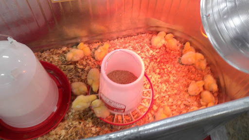 Home Improvement Store «Tractor Supply Co.», reviews and photos, 2475 Dr Martin Luther King Jr Pkwy, Chico, CA 95928, USA