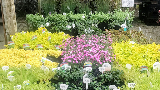 Florist «Sunshine Flowers», reviews and photos, 4509 Rainbow Blvd, Kansas City, KS 66103, USA