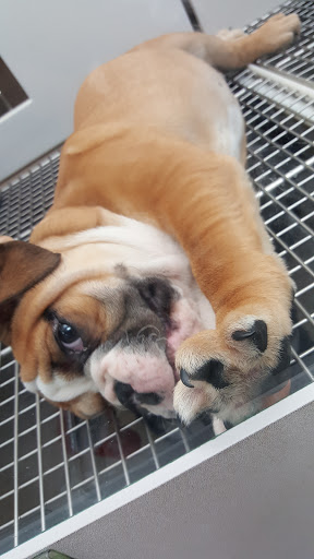 Pet Store «Petland», reviews and photos, 5470 Dixie Hwy, Fairfield, OH 45014, USA