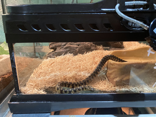 Pet Store «Petland», reviews and photos, 1514 Stonecreek Dr, Pickerington, OH 43147, USA