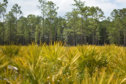 National Forest «Ocala National Forest», reviews and photos, 40929 FL-19, Umatilla, FL 32784, USA