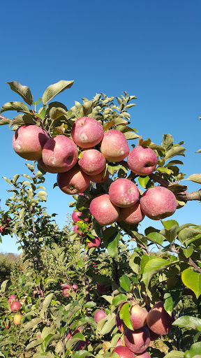 Produce Market «Parks Farms», reviews and photos, 525 NJ-24, Chester, NJ 07930, USA