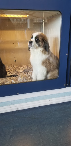 Pet Store «Puppies Plus LLC», reviews and photos, 6405 S Virginia St # 1, Reno, NV 89511, USA