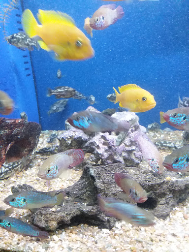 Pet Store «Olathe Pet Shop», reviews and photos, 16651 151st St, Olathe, KS 66062, USA