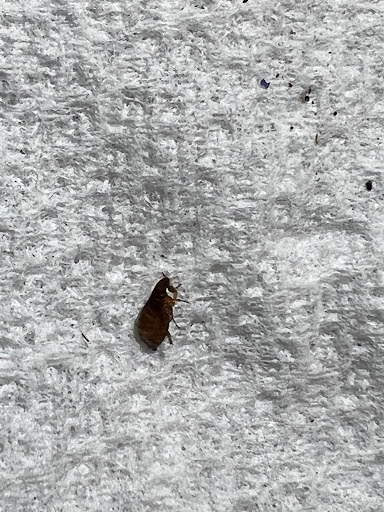 Pet Supply Store «Petco Animal Supplies», reviews and photos, 1250 William D Tate Ave #200, Grapevine, TX 76051, USA