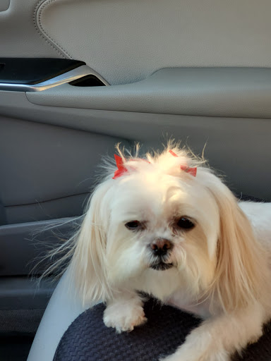 Pet Supply Store «Petco Animal Supplies», reviews and photos, 15622 Old Columbia Pike, Burtonsville, MD 20866, USA