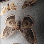 Photo n° 28 de l'avis de laurent.o fait le 31/03/2019 à 21:08 pour Micropolis, la Cité des insectes à Saint-Léons