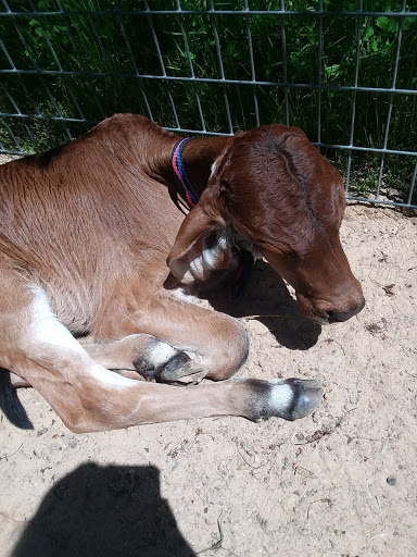 Zoo «Special Memories Zoo», reviews and photos, W7013 Spring Rd, Greenville, WI 54942, USA