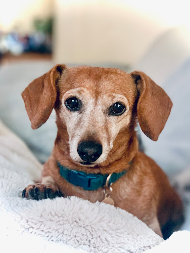 Whatley- Kinney Veterinary Clinic image