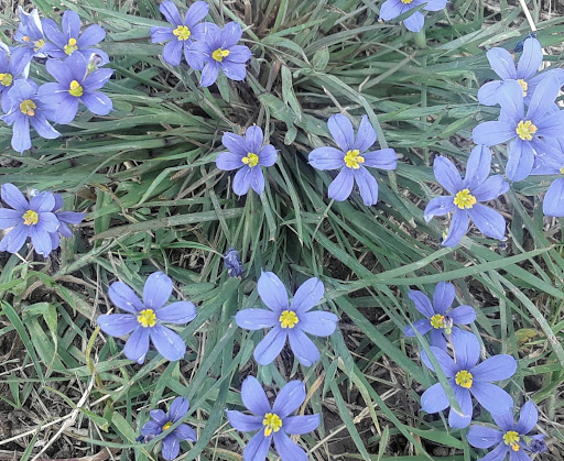 Park «Bachman Lake Park», reviews and photos, 3500 W Northwest Hwy, Dallas, TX 75220, USA