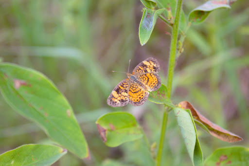 Park «Acushnet Sawmill», reviews and photos, 32 Mill Rd, Acushnet, MA 02743, USA