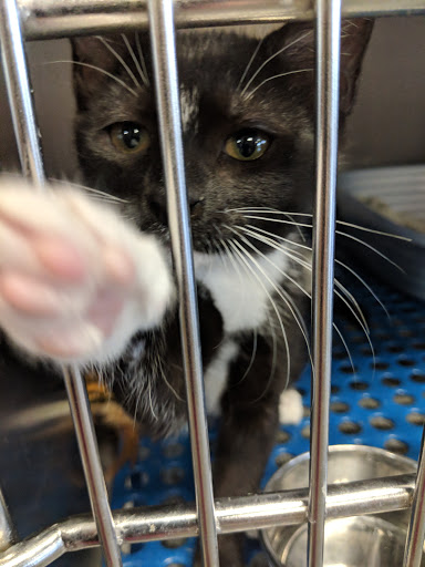 Pet Supply Store «Petsense Lenoir», reviews and photos, 1009 Blowing Rock Blvd, Lenoir, NC 28645, USA