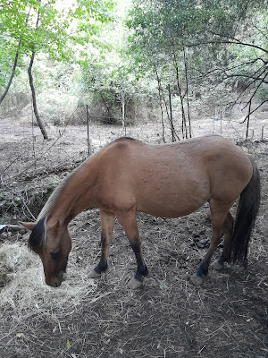 Le Ranch d'Eli à Venaco