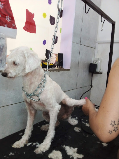 Barberia canina Minnie-Mia pet shops
