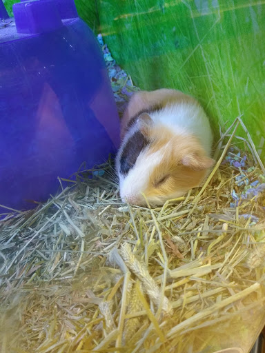 Pet Supply Store «PetSmart», reviews and photos, 2730 Pacific Coast Hwy, Torrance, CA 90505, USA