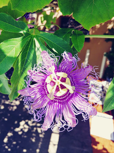 Amphitheater «Colonial Oak Outdoor Theatre», reviews and photos, 21 St George St, St Augustine, FL 32084, USA